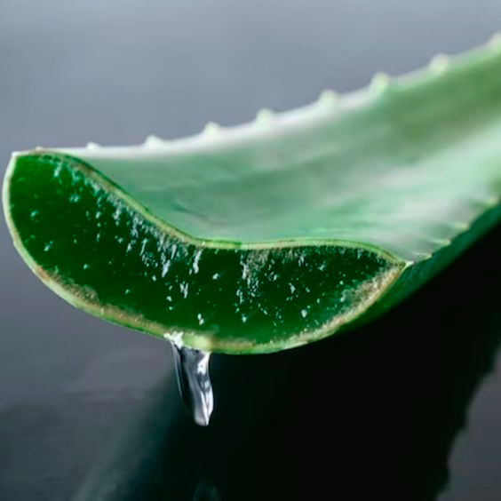 Aloe vera
